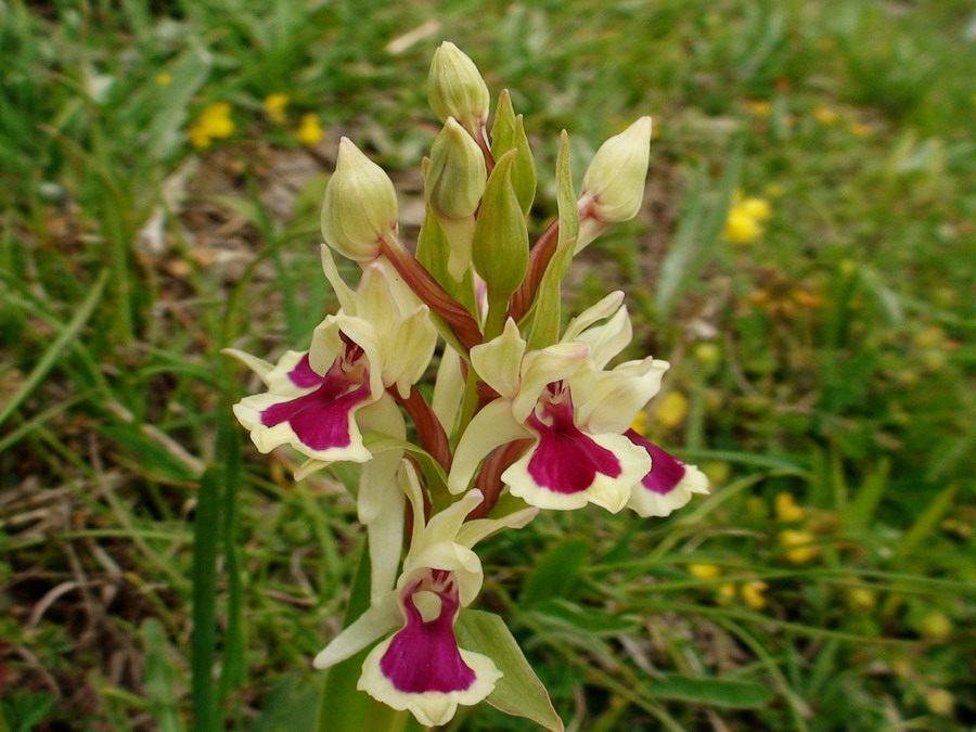 Dactylorhiza sambucina  (ipercromia )